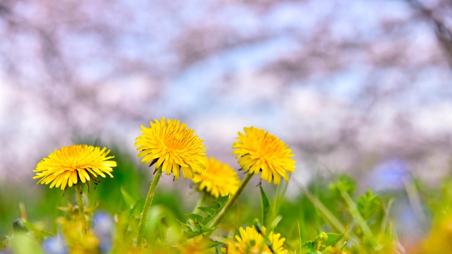 食べられる春の野草を摘んで調理してみませんか 和食料理人の旬の楽しみ方 暮らし方から物件探し